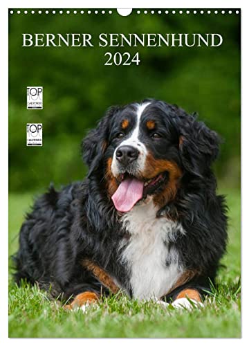 Berner Sennenhund 2024 (Wandkalender 2024 DIN A3 hoch), CALVENDO Monatskalender