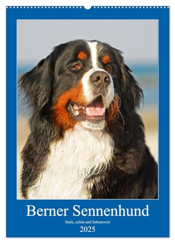 Berner Sennenhund - stark, schön und liebenswert (Wandkalender 2025 DIN A2 hoch), CALVENDO Monatskalender von CALVENDO