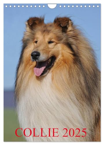Collie 2025 (Wandkalender 2025 DIN A4 hoch), CALVENDO Monatskalender von CALVENDO