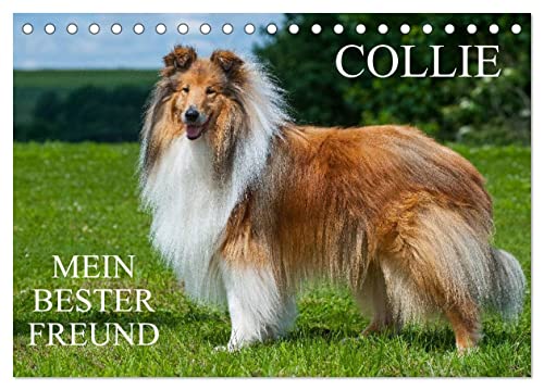 Collie - Mein bester Freund (Tischkalender 2025 DIN A5 quer), CALVENDO Monatskalender von CALVENDO