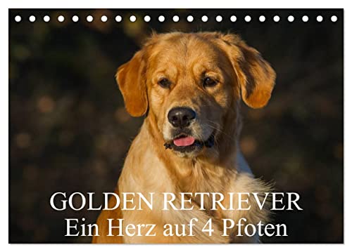 Golden Retriever - Ein Herz auf 4 Pfoten (Tischkalender 2024 DIN A5 quer), CALVENDO Monatskalender von CALVENDO
