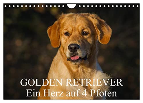 Golden Retriever - Ein Herz auf 4 Pfoten (Wandkalender 2024 DIN A4 quer), CALVENDO Monatskalender von CALVENDO