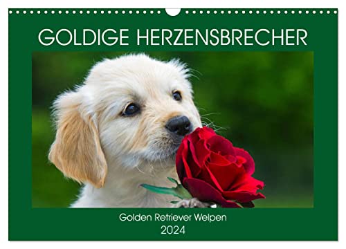 Goldige Herzensbrecher - Golden Retriever Welpen (Wandkalender 2024 DIN A3 quer), CALVENDO Monatskalender