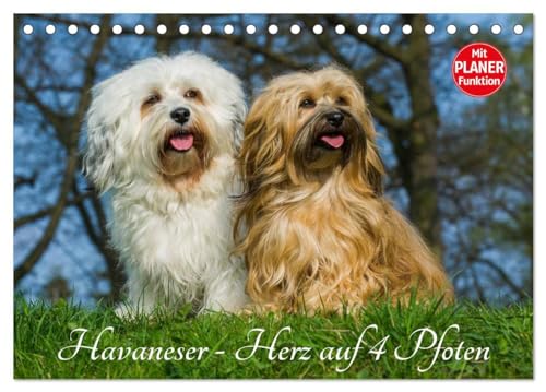 Havaneser - Herz auf 4 Pfoten (Tischkalender 2025 DIN A5 quer), CALVENDO Monatskalender: Lassen Sie sich verzaubern von dieser entzückenden Kleinhunderasse von CALVENDO