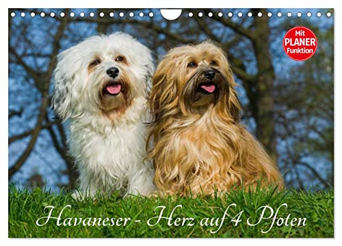 Havaneser - Herz auf 4 Pfoten (Wandkalender 2025 DIN A4 quer), CALVENDO Monatskalender von CALVENDO