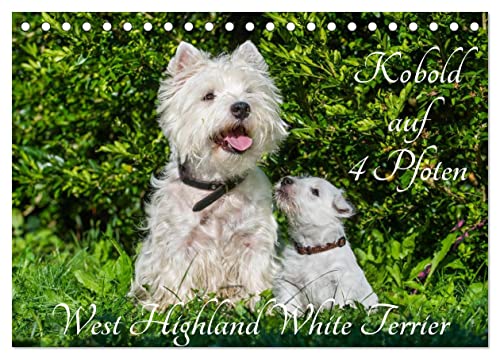 Kobold auf 4 Pfoten - West Highland White Terrier (Tischkalender 2025 DIN A5 quer), CALVENDO Monatskalender von CALVENDO