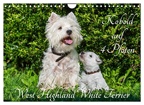 Kobold auf 4 Pfoten - West Highland White Terrier (Wandkalender 2023 DIN A4 quer): West Highland White Terrier begleiten auf bezaubernden Fotos durch ... (Monatskalender, 14 Seiten ) (CALVENDO Tiere) von CALVENDO