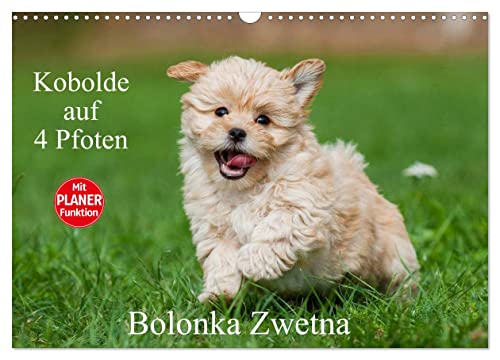 Kobolde auf 4 Pfoten - Bolonka Zwetna (Wandkalender 2024 DIN A3 quer), CALVENDO Monatskalender
