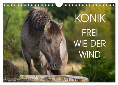 Konik - Frei geboren (Wandkalender 2025 DIN A4 quer), CALVENDO Monatskalender: Der Konik - dem ausgestorbenen Wildpferd Europas sehr ähnlich - auf 13 wundervollen Fotos von CALVENDO