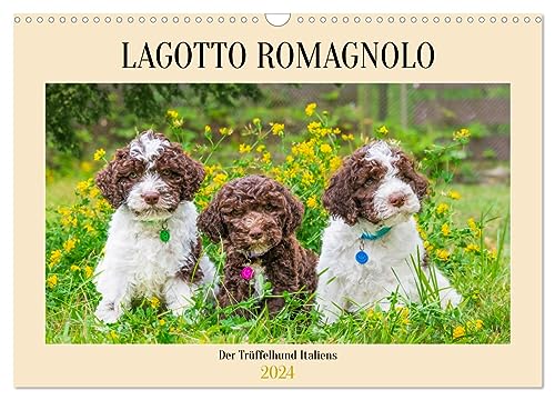 Lagotto Romagnolo - der Trüffelhund Italiens (Wandkalender 2024 DIN A3 quer), CALVENDO Monatskalender