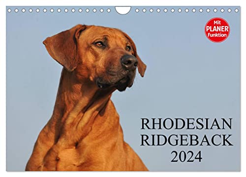 Rhodesian Ridgeback 2024 (Wandkalender 2024 DIN A4 quer), CALVENDO Monatskalender