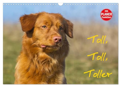 Toll, toll, Toller (Wandkalender 2025 DIN A3 quer), CALVENDO Monatskalender: Die kleinste Retrieverrasse, der Nova Scotia Duck Tolling Retriever auf 13 bezaubernden Bildern (CALVENDO Tiere) von CALVENDO