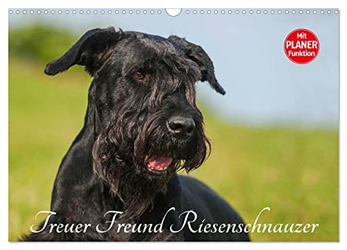 Treuer Freund Riesenschnauzer (Wandkalender 2025 DIN A3 quer), CALVENDO Monatskalender
