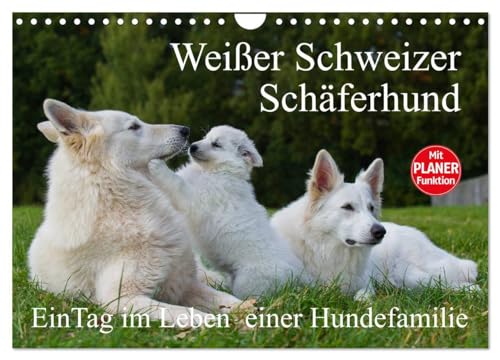Weißer Schweizer Schäferhund - Ein Tag im Leben einer Hundefamilie (Wandkalender 2025 DIN A4 quer), CALVENDO Monatskalender: Auf 13 Kalenderblättern ... Tag im Leben einer Hundefamilie teilhaben von CALVENDO