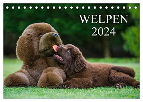 Welpen 2024 (Tischkalender 2024 DIN A5 quer), CALVENDO Monatskalender von CALVENDO