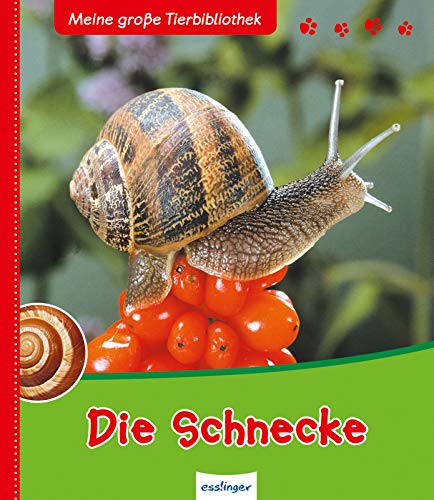 Die Schnecke (Meine große Tierbibliothek)