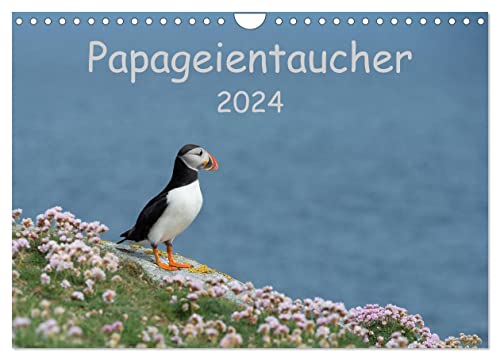 Papageientaucher 2024 (Wandkalender 2024 DIN A4 quer), CALVENDO Monatskalender von CALVENDO