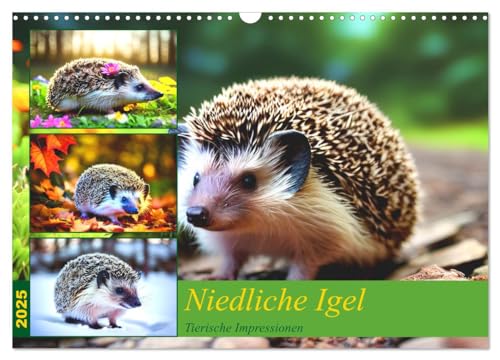 Niedliche Igel (Wandkalender 2025 DIN A3 quer), CALVENDO Monatskalender von CALVENDO