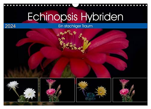 Echinopsis Hybriden. Ein stachliger Traum (Wandkalender 2024 DIN A3 quer), CALVENDO Monatskalender