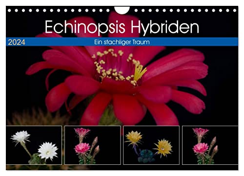 Echinopsis Hybriden. Ein stachliger Traum (Wandkalender 2024 DIN A4 quer), CALVENDO Monatskalender von CALVENDO