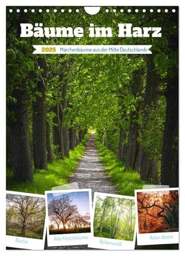 Bäume im Harz (Wandkalender 2025 DIN A4 hoch), CALVENDO Monatskalender: Bäume sind verholzende Samenpflanzen, die eine Sprossachse aufweisen und sind wichtige Sauerstoff-Spender. (CALVENDO Natur) von CALVENDO