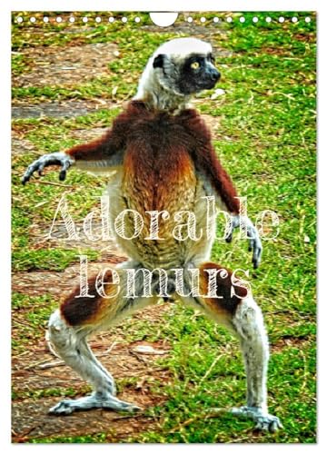 Adorable lemurs (Wall Calendar 2025 DIN A4 portrait), CALVENDO 12 Month Wall Calendar: Madagascar is the exclusive and endemic home of lemurs