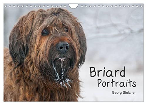 Briard Portraits (Wandkalender 2024 DIN A4 quer), CALVENDO Monatskalender
