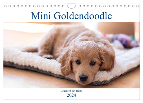 Mini Goldendoodle - Glück ist ein Hund (Wandkalender 2024 DIN A4 quer), CALVENDO Monatskalender von CALVENDO