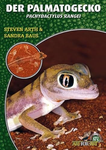 Der Palmatogecko: Pachydactylus rangei Der Palmatogecko: Pachydactylus rangei