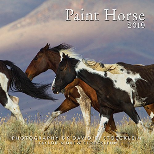 2019 Paint Horse Calendar von STOECKLEIN PUB