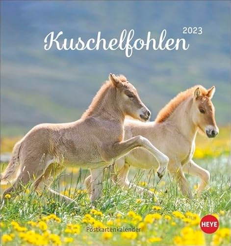Kuschelfohlen Postkartenkalender 2023 - Tierkalender mit perforierten Postkarten - zum Aufstellen und Aufhängen - mit Monatskalendarium - 16 x 17 cm