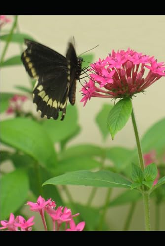 Insectos