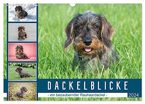 Dackelblicke - ein bezaubernder Rauhaardackel (Wandkalender 2024 DIN A3 quer), CALVENDO Monatskalender