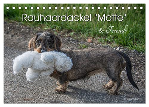 Rauhaardackel Motte & Friends (Tischkalender 2024 DIN A5 quer), CALVENDO Monatskalender: Rauhaardackel "Motte vom Süderholz" und ihre Artgenossen (CALVENDO Tiere)