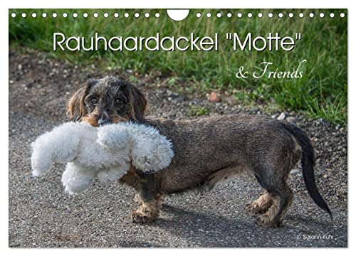 Rauhaardackel Motte & Friends (Wandkalender 2024 DIN A4 quer), CALVENDO Monatskalender