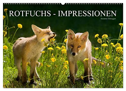 Rotfuchs - Impressionen (Wandkalender 2025 DIN A2 quer), CALVENDO Monatskalender von CALVENDO