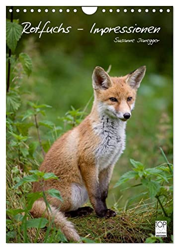 Rotfuchs - Impressionen (Wandkalender 2025 DIN A4 hoch), CALVENDO Monatskalender von CALVENDO