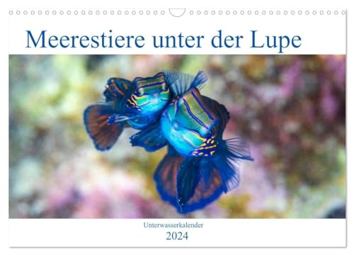 Meerestiere unter der Lupe - Unterwasserkalender (Wandkalender 2024 DIN A3 quer), CALVENDO Monatskalender: Erleben Sie die farbenfrohe Welt unter Wasser! Ein Kalender nicht nur für Taucher.