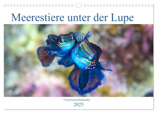 Meerestiere unter der Lupe - Unterwasserkalender (Wandkalender 2025 DIN A3 quer), CALVENDO Monatskalender von CALVENDO