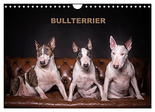 Bullterrier (Wandkalender 2025 DIN A4 quer), CALVENDO Monatskalender von CALVENDO