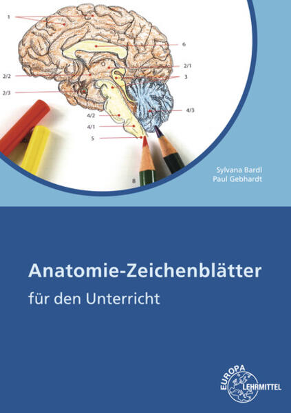 Anatomie Zeichenblätter von Europa Lehrmittel Verlag