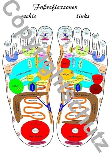 Fußreflexzonen Übersichtskarte DIN A4 (Lehrtafeln / Übersichtskarten) von FITMIT-Verlag
