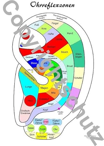 Ohrreflexzonen Übersichtskarte DIN A4 (Lehrtafeln / Übersichtskarten) von FITMIT-Verlag