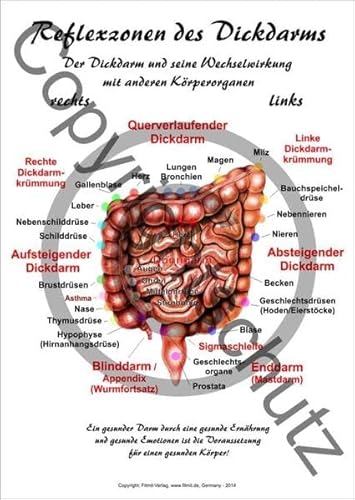 Reflexzonen des Dickdarms - DIN A4 Karte (Lehrtafeln / Übersichtskarten) von FITMIT-Verlag