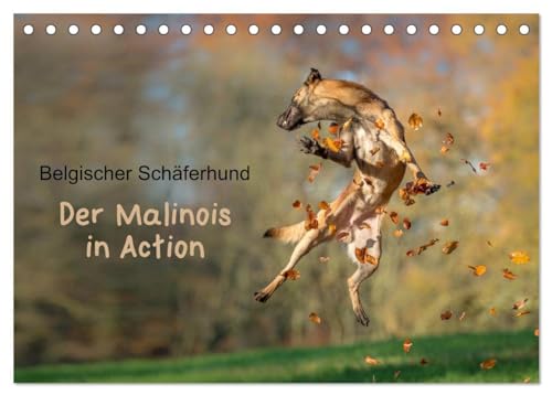Belgischer Schäferhund - Der Malinois in Action (Tischkalender 2024 DIN A5 quer), CALVENDO Monatskalender: Der Kalender für Malinois-Freunde von CALVENDO