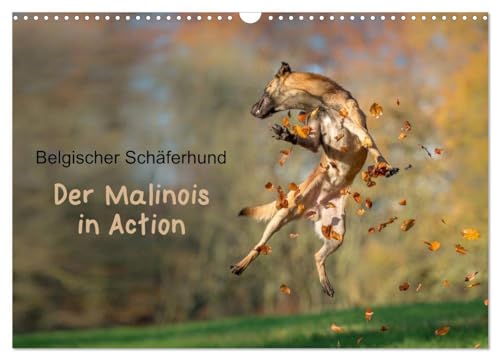 Belgischer Schäferhund - Der Malinois in Action (Wandkalender 2025 DIN A3 quer), CALVENDO Monatskalender: Der Kalender für Malinois-Freunde von CALVENDO