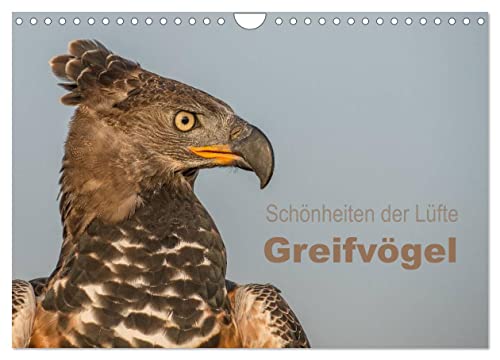 Schönheiten der Lüfte - Greifvögel (Wandkalender 2024 DIN A4 quer), CALVENDO Monatskalender von CALVENDO