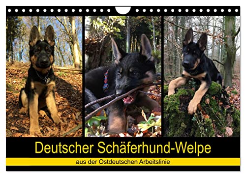 Deutscher Schäferhund-Welpe - aus der Ostdeutschen Arbeitslinie (Wandkalender 2025 DIN A4 quer), CALVENDO Monatskalender von CALVENDO