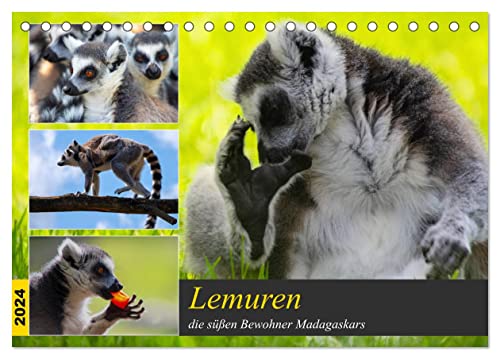 Lemuren die süßen Bewohner Madagaskars (Tischkalender 2024 DIN A5 quer), CALVENDO Monatskalender