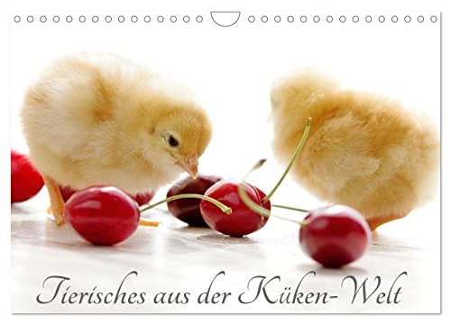 Tierisches aus der Küken-Welt (Wandkalender 2025 DIN A4 quer), CALVENDO Monatskalender von CALVENDO